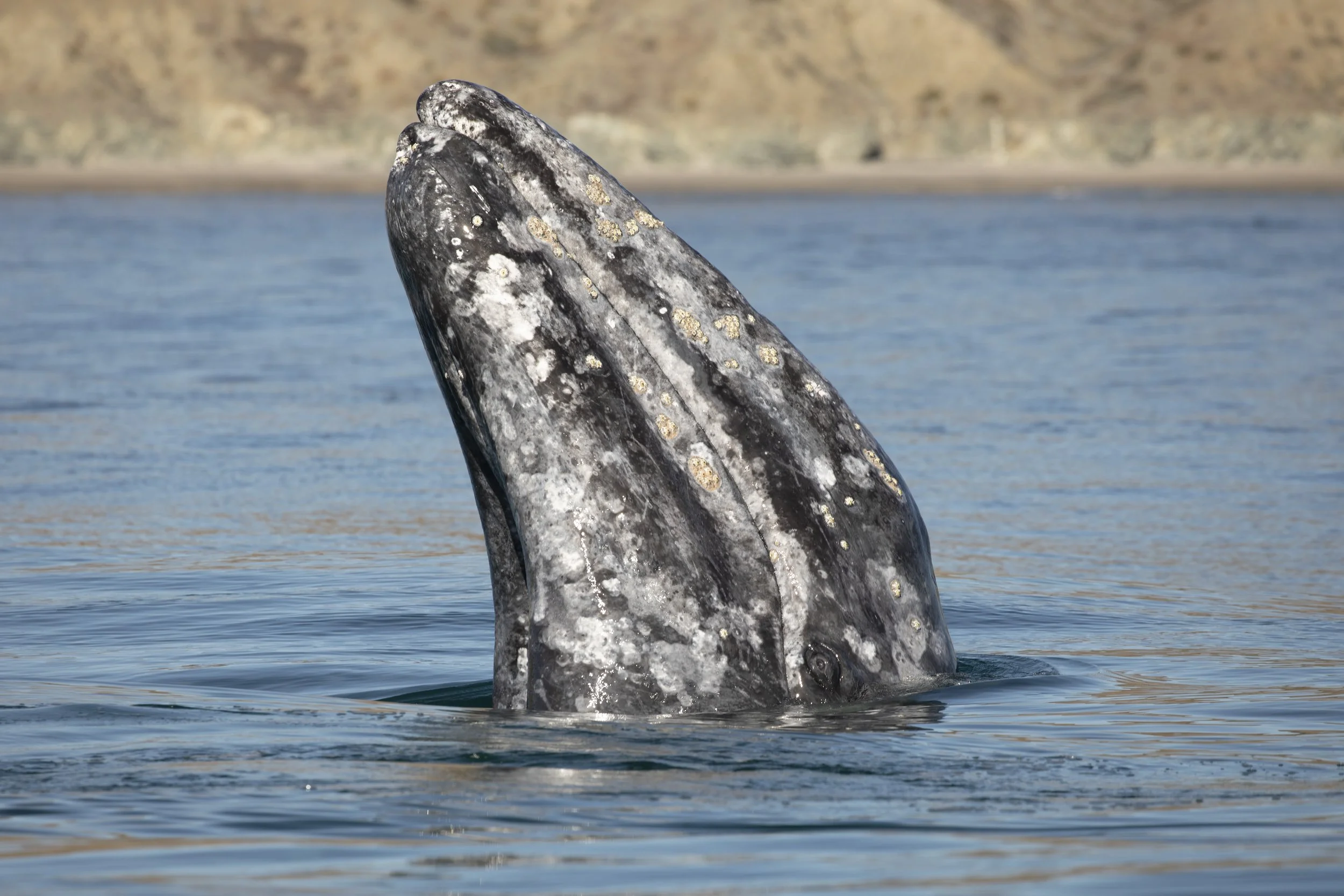 Gray whale observed during a Baja California Sur whale expedition
