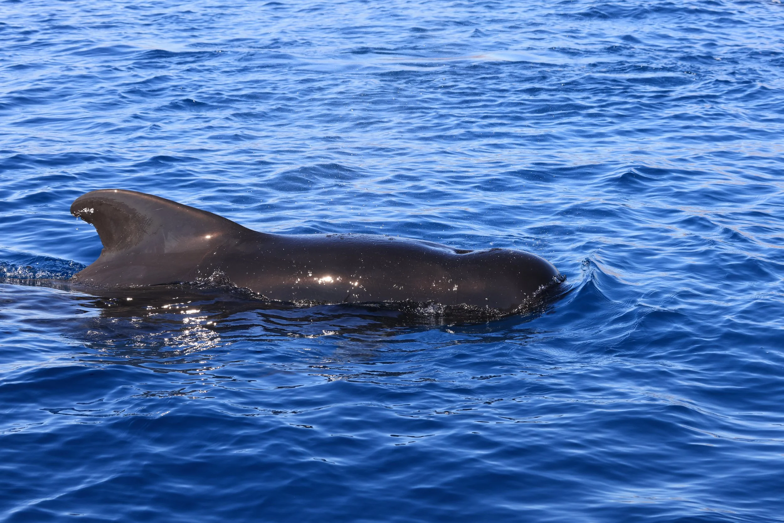 pilot-whale-loreto