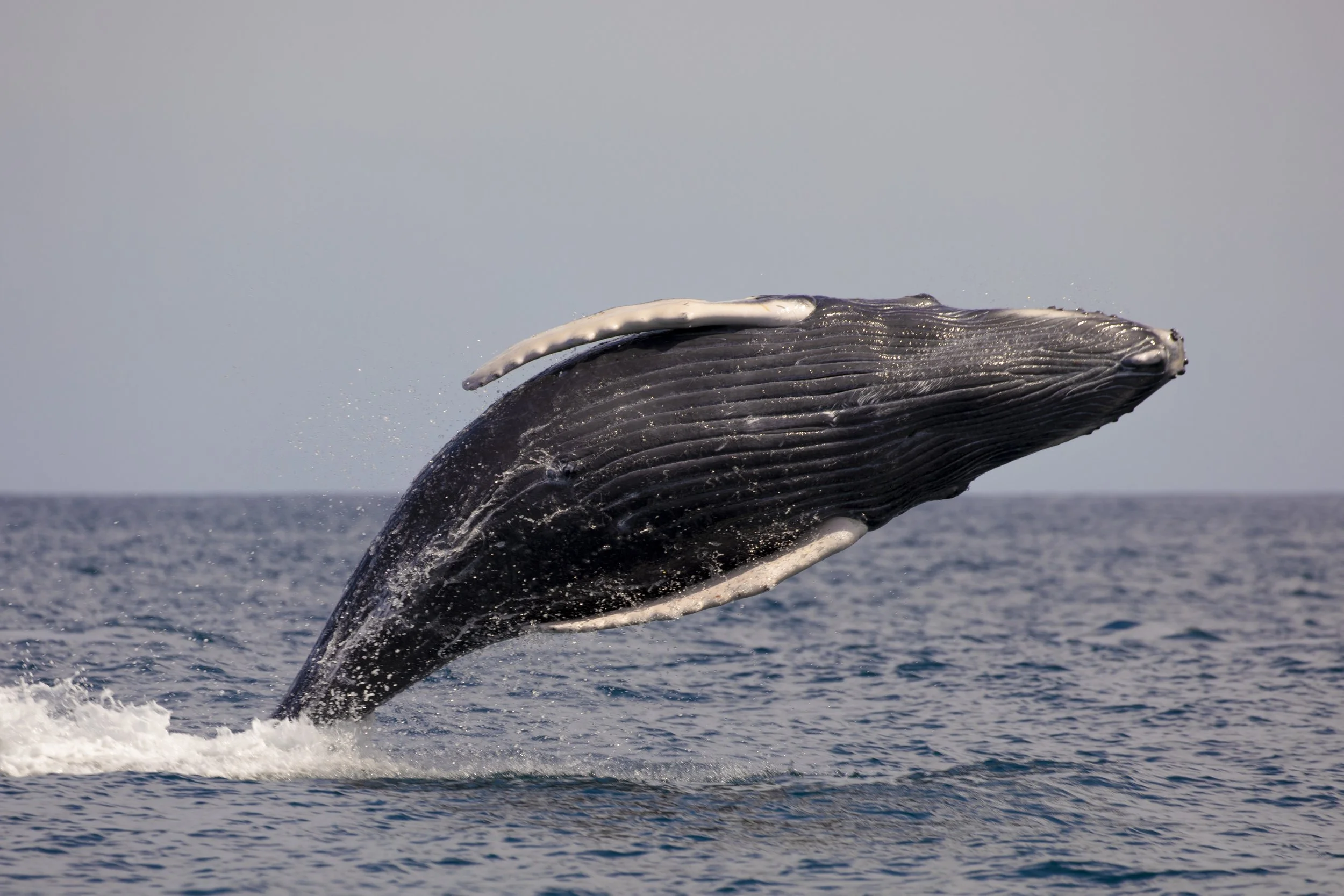 A whale breaching the ocean surface with part of its body and head visible above water in Loreto during a marine adventure at Baja Adventures.