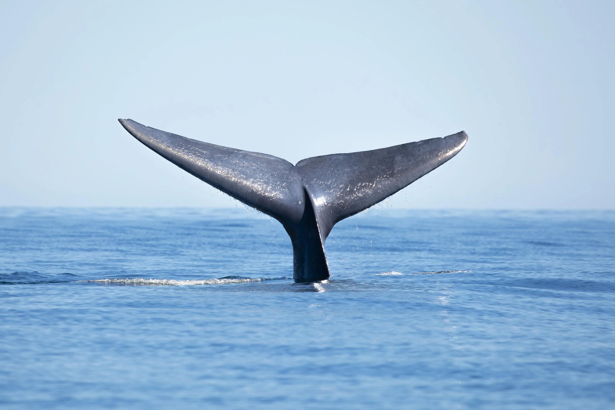 Blue-whale-Loreto-Adventure
