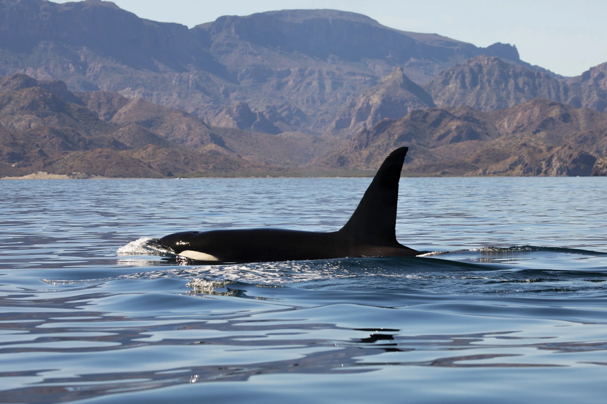 Orca swimming off Loreto with the Sierra de la Giganta in the background