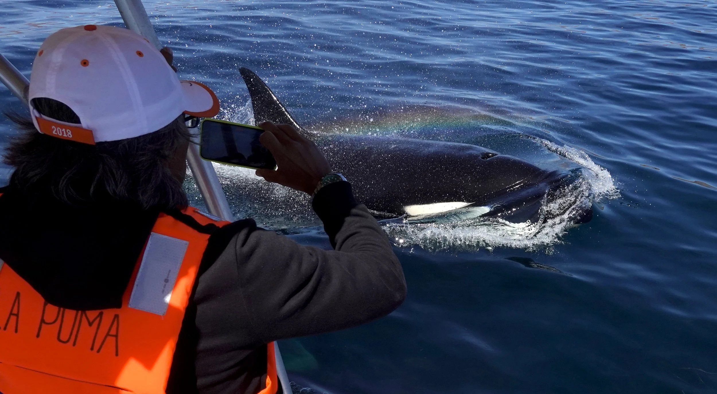 Un visitante observa una orca salvaje (Orcinus orca) desde el barco de expedición de Baja Adventures durante una excursión guiada para observar la fauna marina en el Parque Nacional de la Bahía de Loreto, en el Golfo de California, México.
