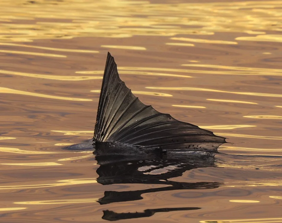 Pacific sailfish at golden hour displaying its large curved dorsal sail near the surface in Loreto Bay National Park
