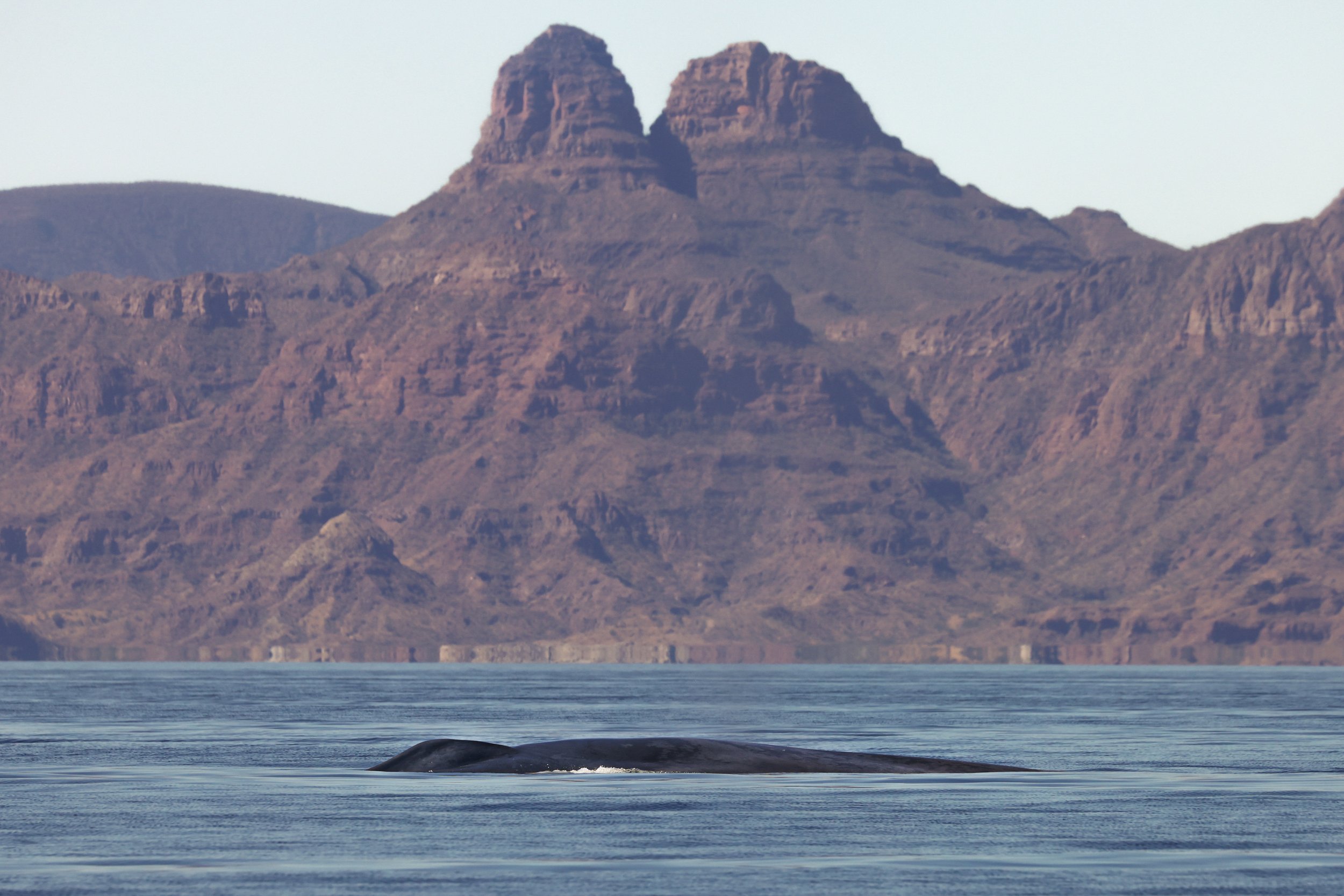Blue Whale & Sierra de la Giganta – Low-Impact Whale Watching in Loreto