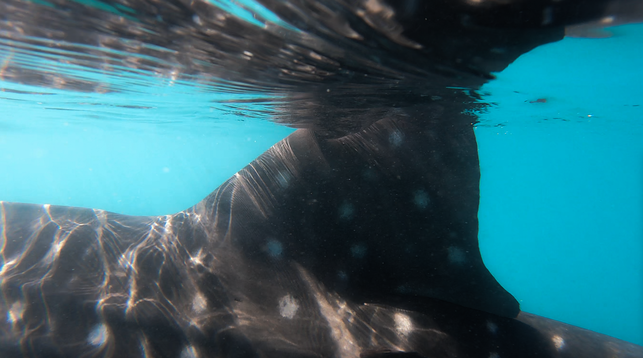 Underwater view of a whale shark fin in clear blue water in La Paz, Baja California Sur, Mexico, during a tour.