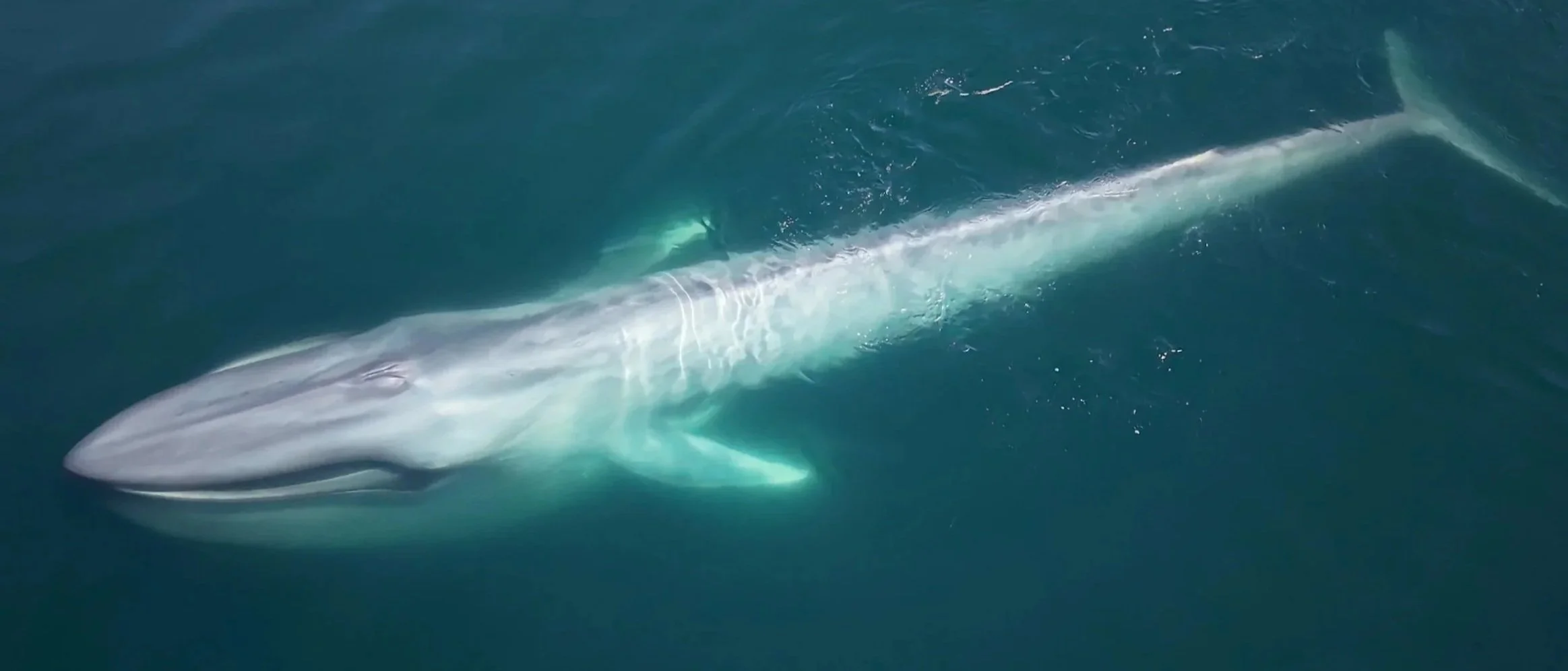 Blue whale observed during a winter whale-watching expedition in Loreto