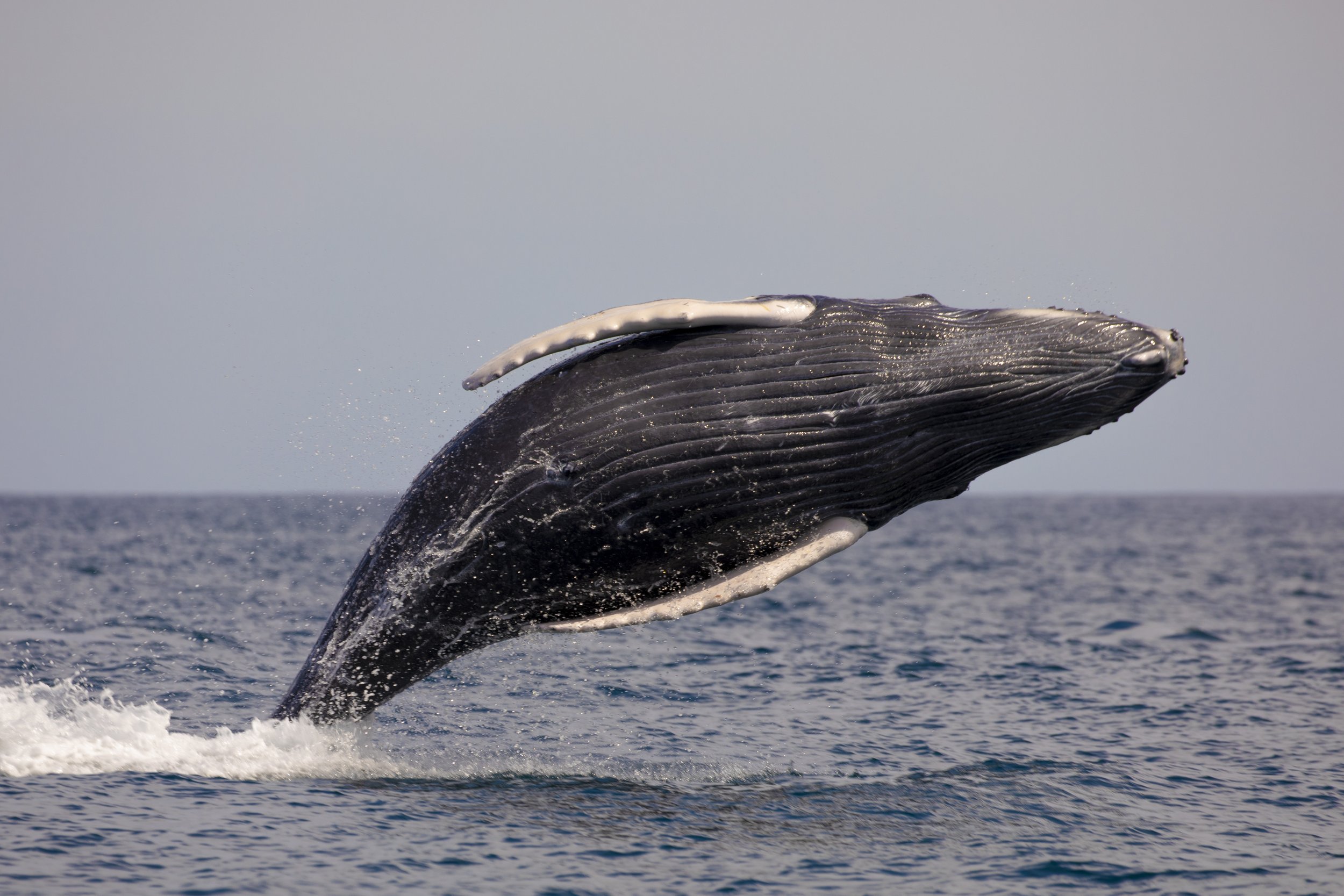 whale-watching-Loreto-tour