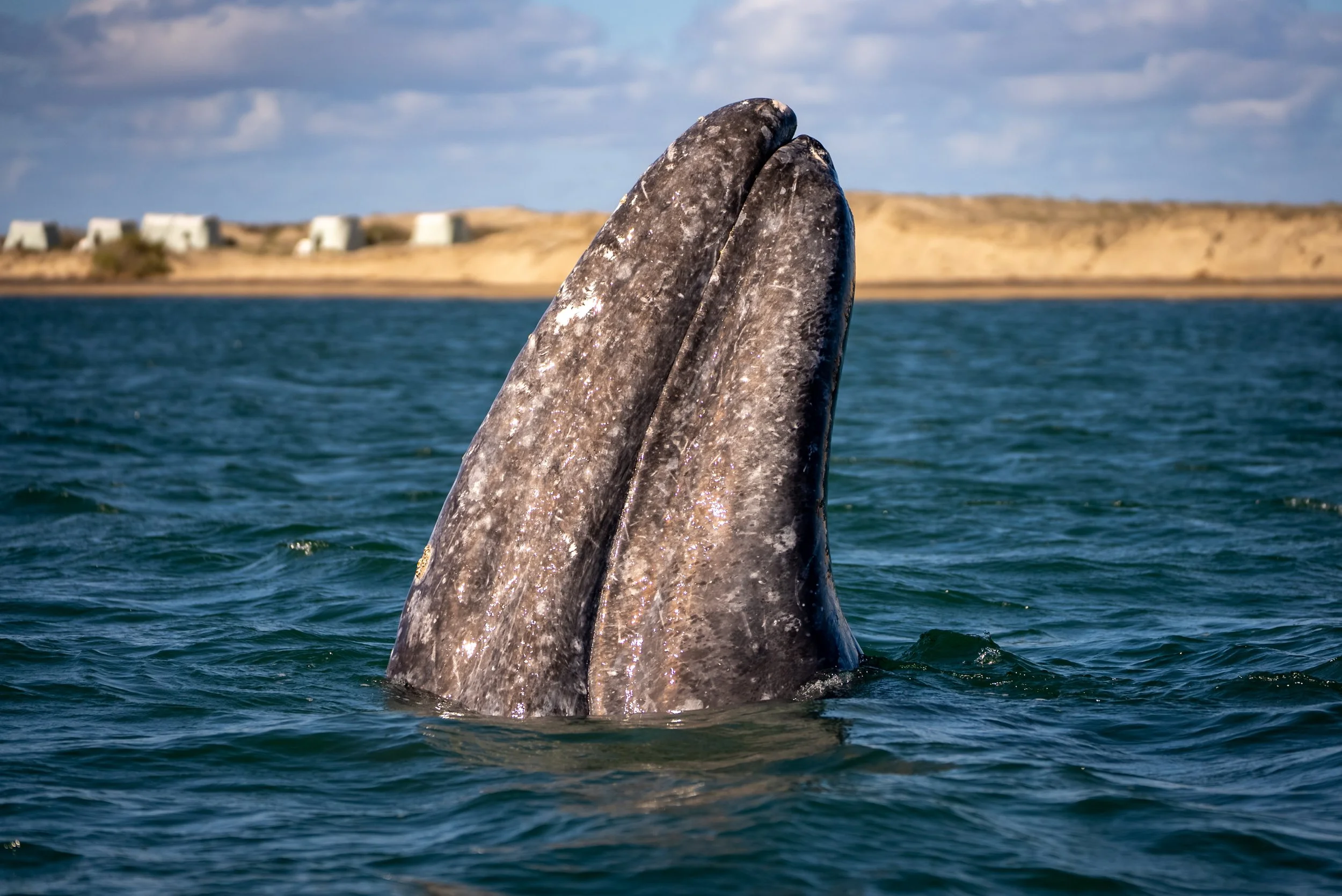 A gray whale spy-hopping in Baja