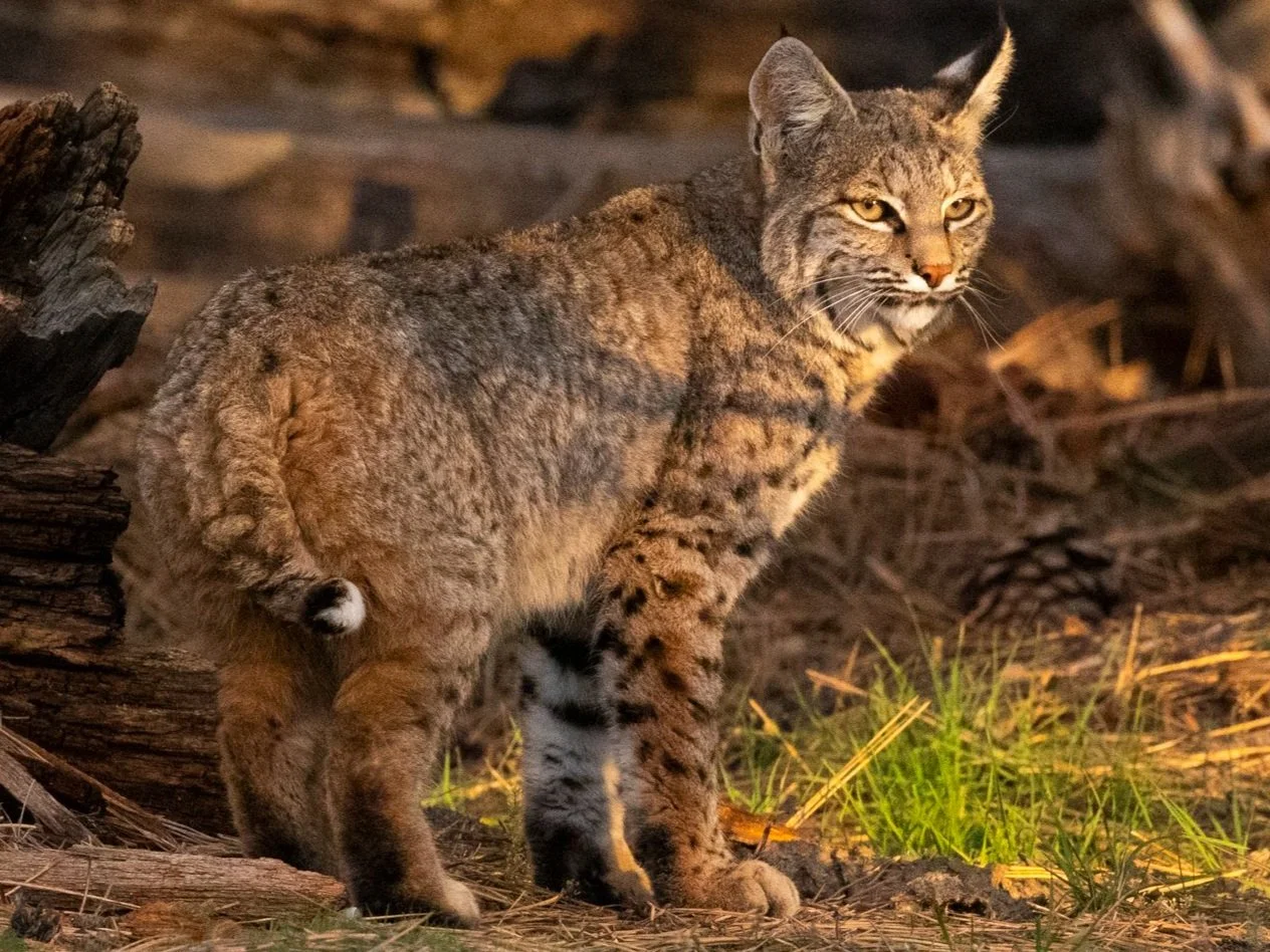 Bobcat (Lynx rufus) captado por una cámara trampa en la Sierra de la Giganta, Loreto, Baja California Sur, México, en el marco de las actividades de conservación basadas en la ciencia ciudadana de Baja Adventures, destinadas a documentar la esquiva fauna del desierto.