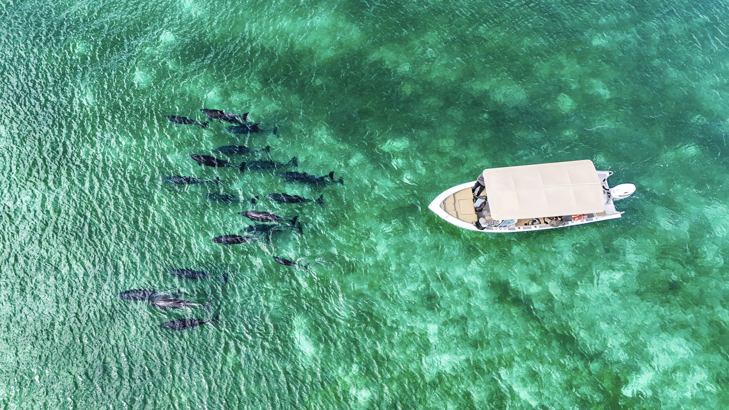 An aerial view of a boat with a cover on turquoise water, accompanied by a pod of dolphins swimming nearby.