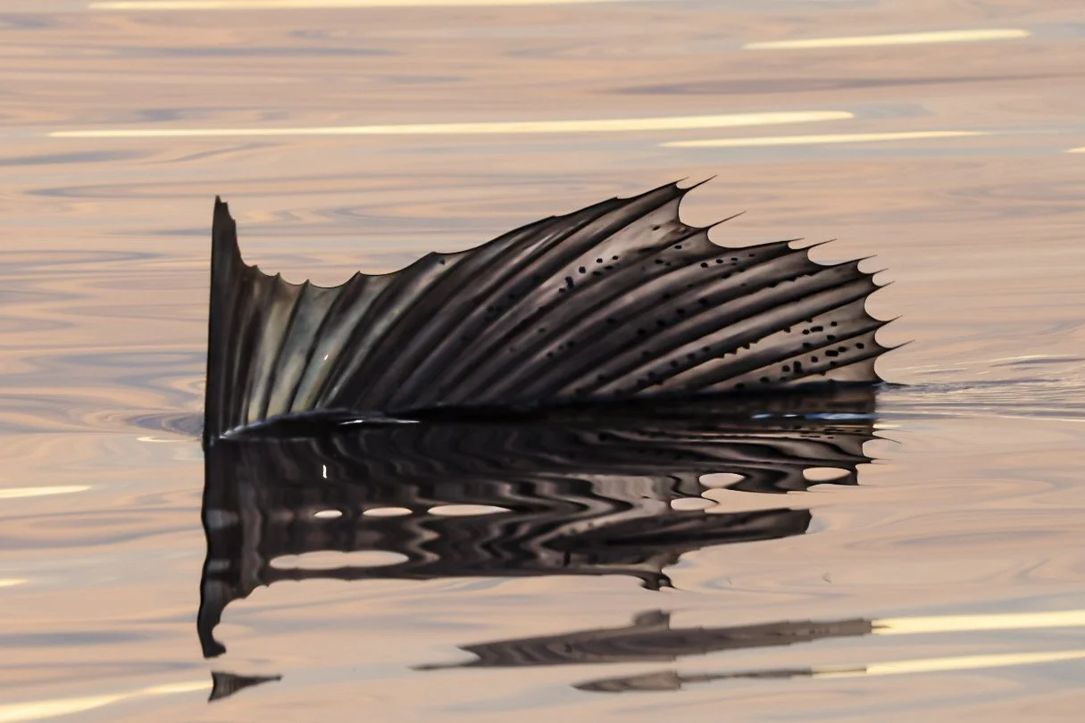 Pacific sailfish displaying its extended dorsal sail in Loreto Bay National Park.