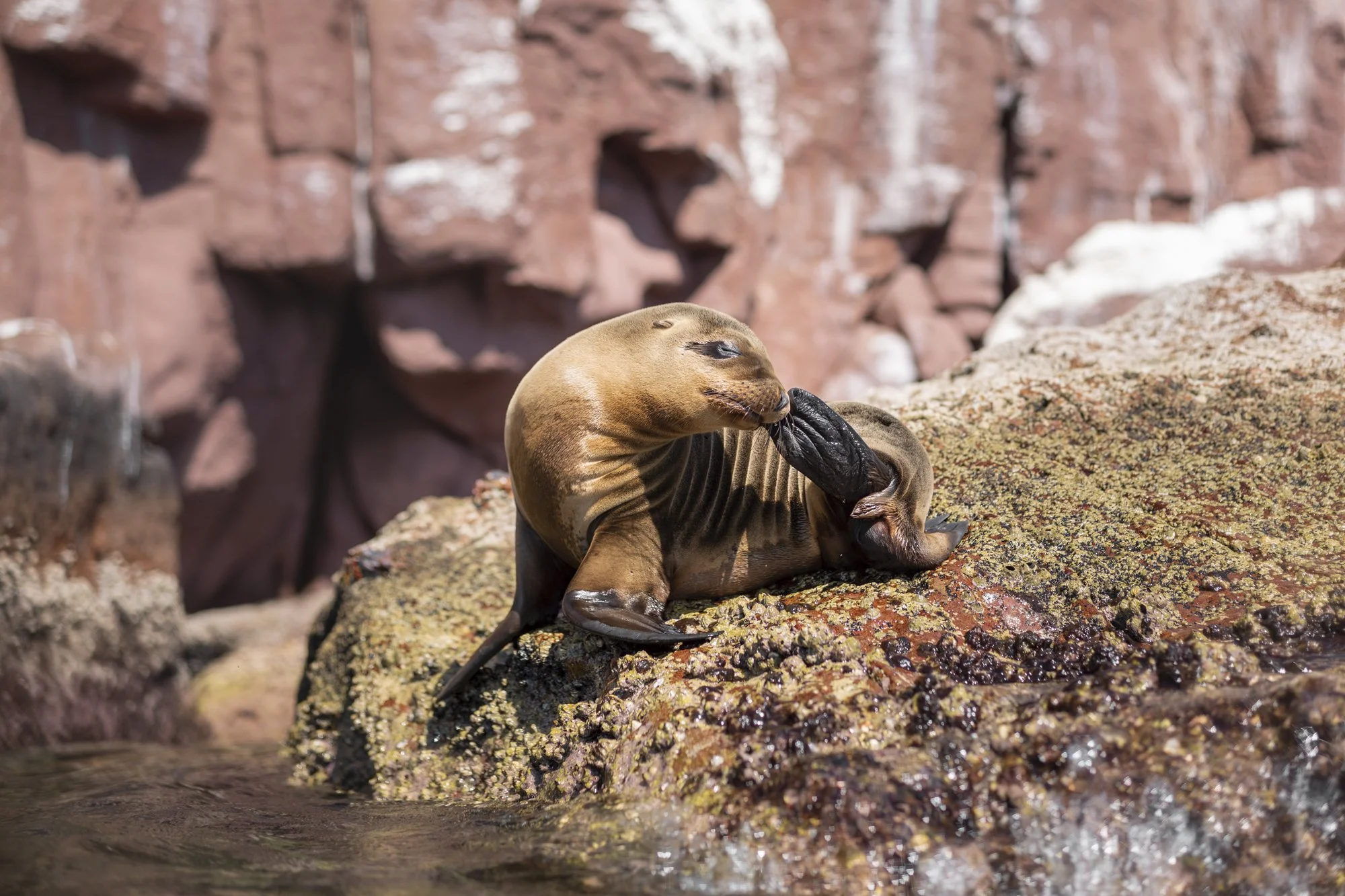A sea lion lying on a rocky surface near water, grooming itself with its flipper, against a background of reddish rocks  in La Paz, Baja California Sur, Mexico by Baja Adventures on a marine safari