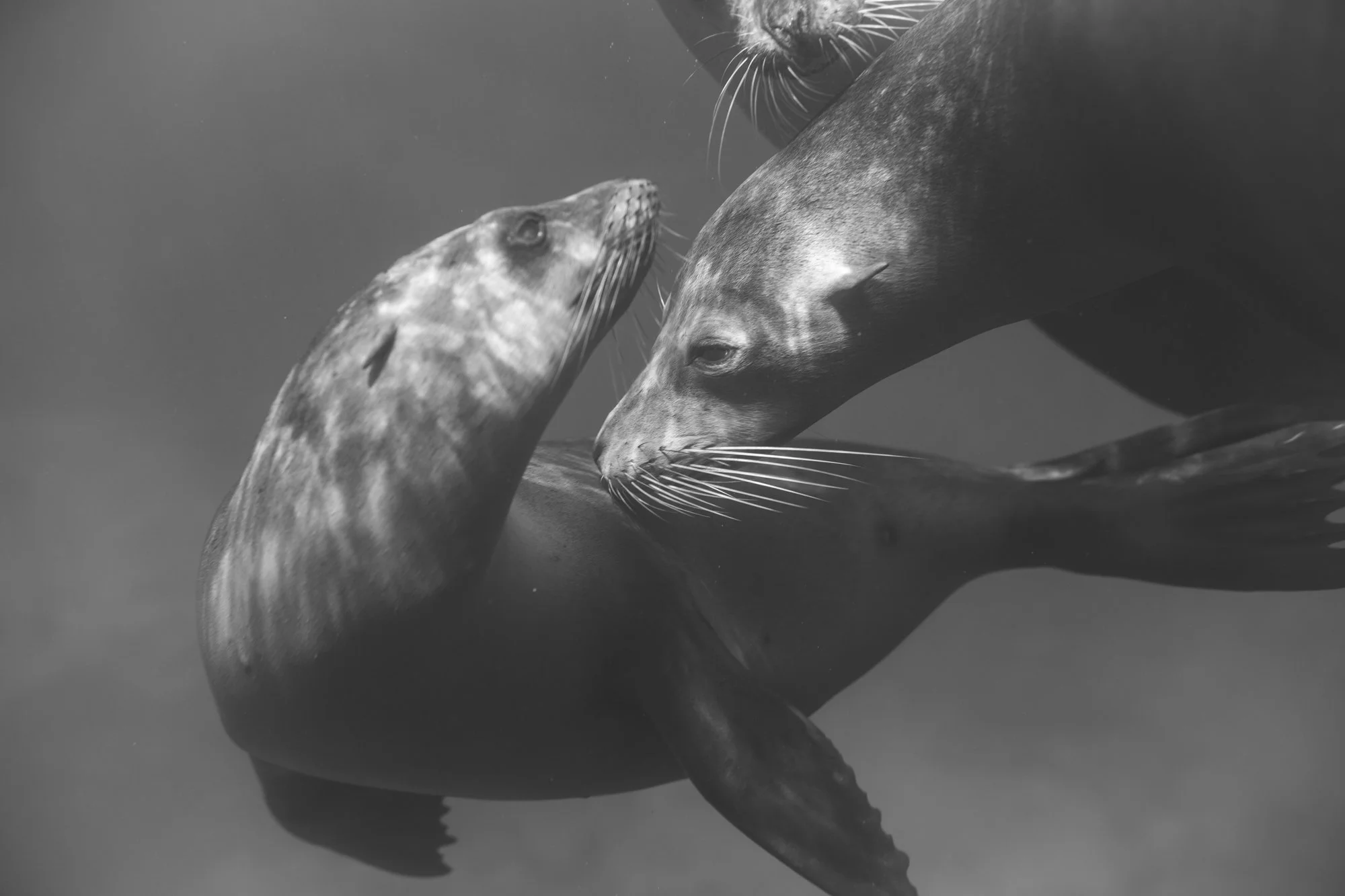 Two sea lions touching noses underwater in black and white in Loreto, Baja California Sur, Mexico by Baja Adventures