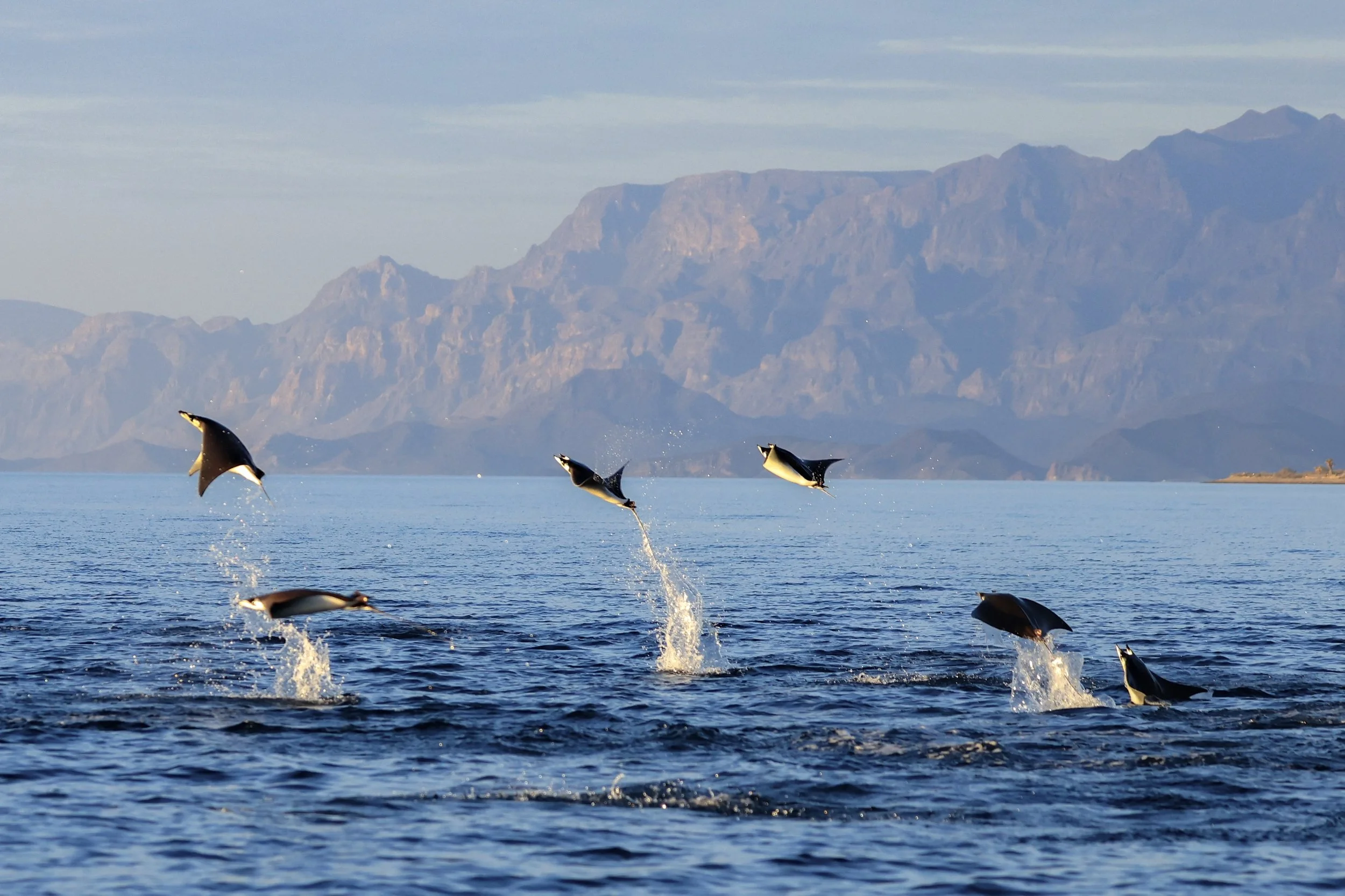 Una raya diablo de Munk (Mobula munkiana) saltando al amanecer en el Golfo de California durante una excursión para observar la fauna marina con Baja Adventures en Loreto, México.