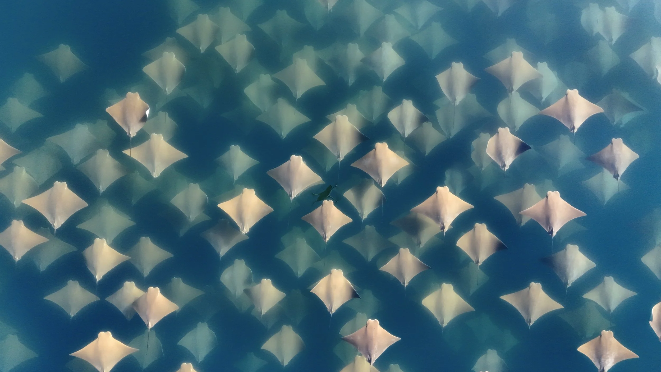 Cownose rays swimming in the clear waters of Loreto Bay National Park during a marine adventure with Baja Adventures