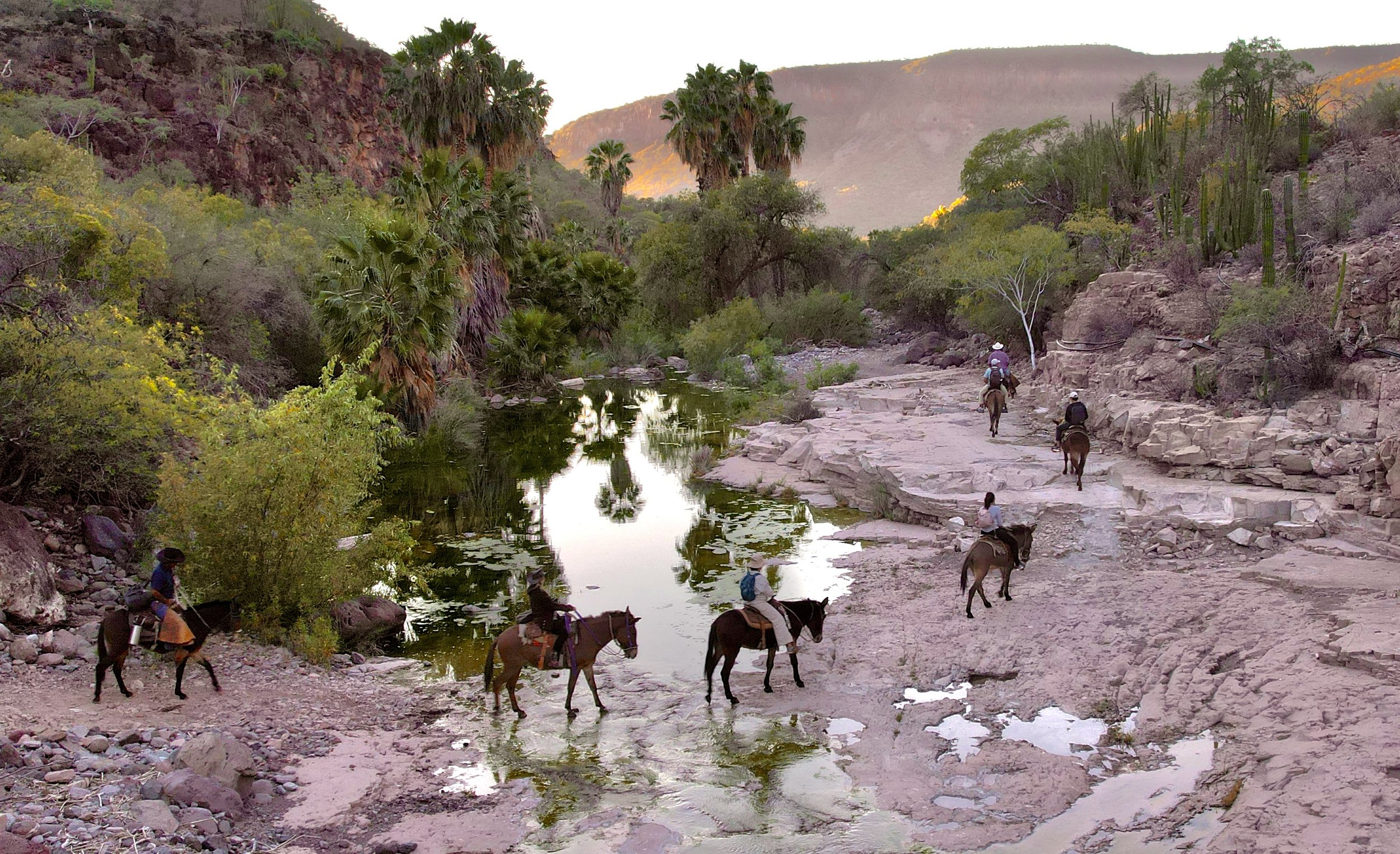 People horseback riding across a rocky river in a desert landscape with palm trees, bushes, and mountains in the background during sunset.