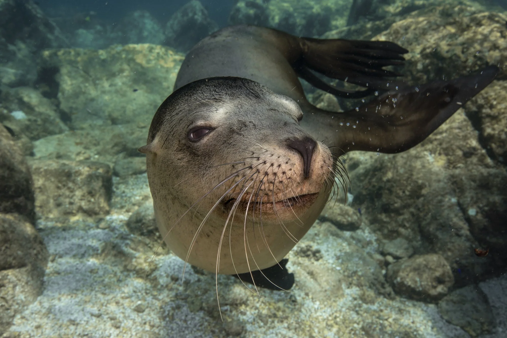 SEA LIONS LORETO