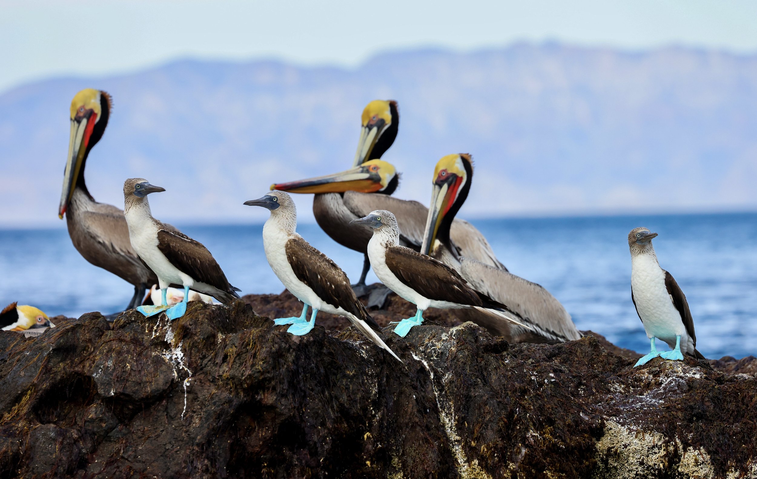 Piqueros de patas azules y pelícanos descansando sobre las rocas de la costa, cerca de la isla de Coronados, en Loreto (México).