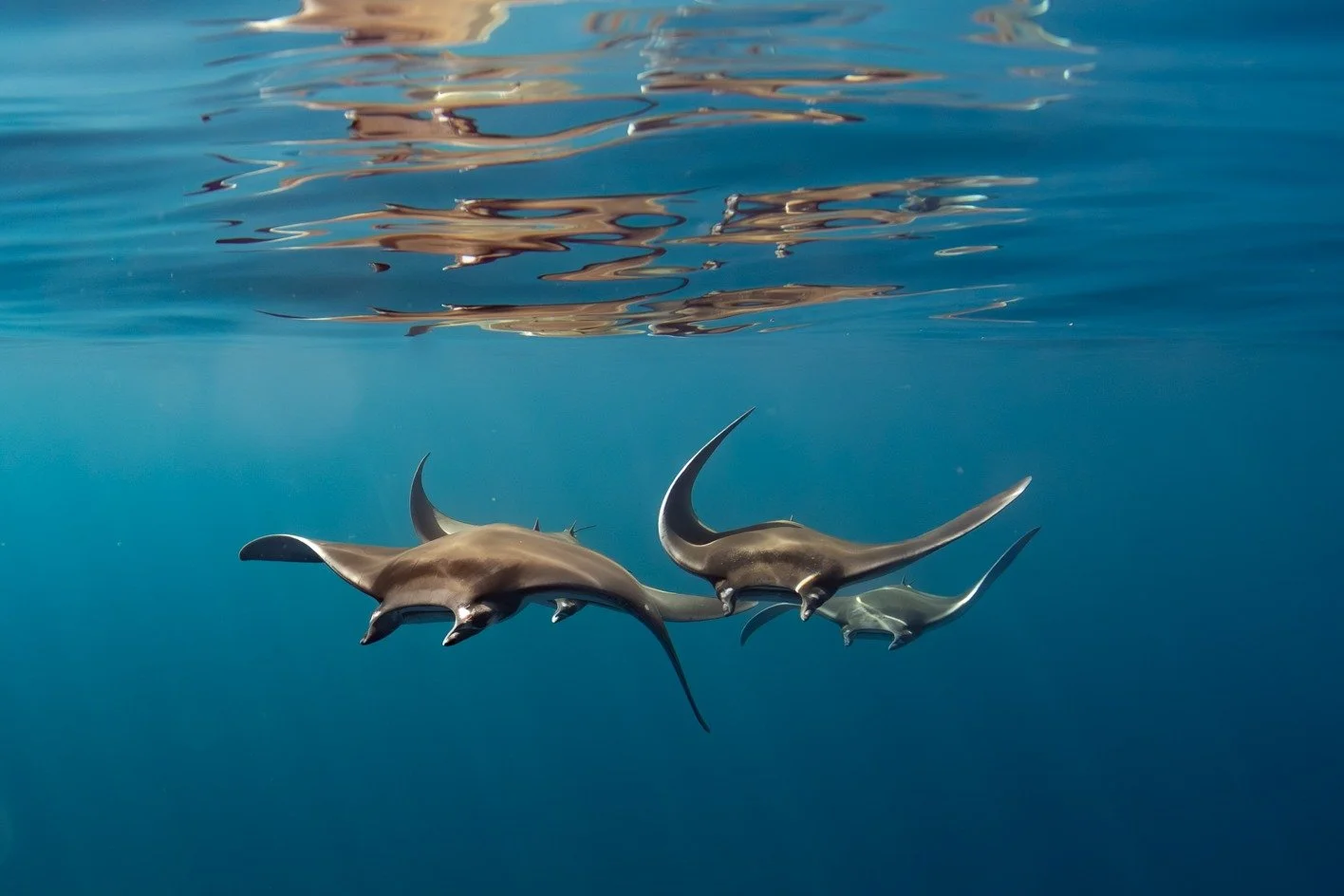 Mobula mobular swimming underwater during a marine adventure with Baja Adventures in Loreto, Baja California Sur, Mexico.