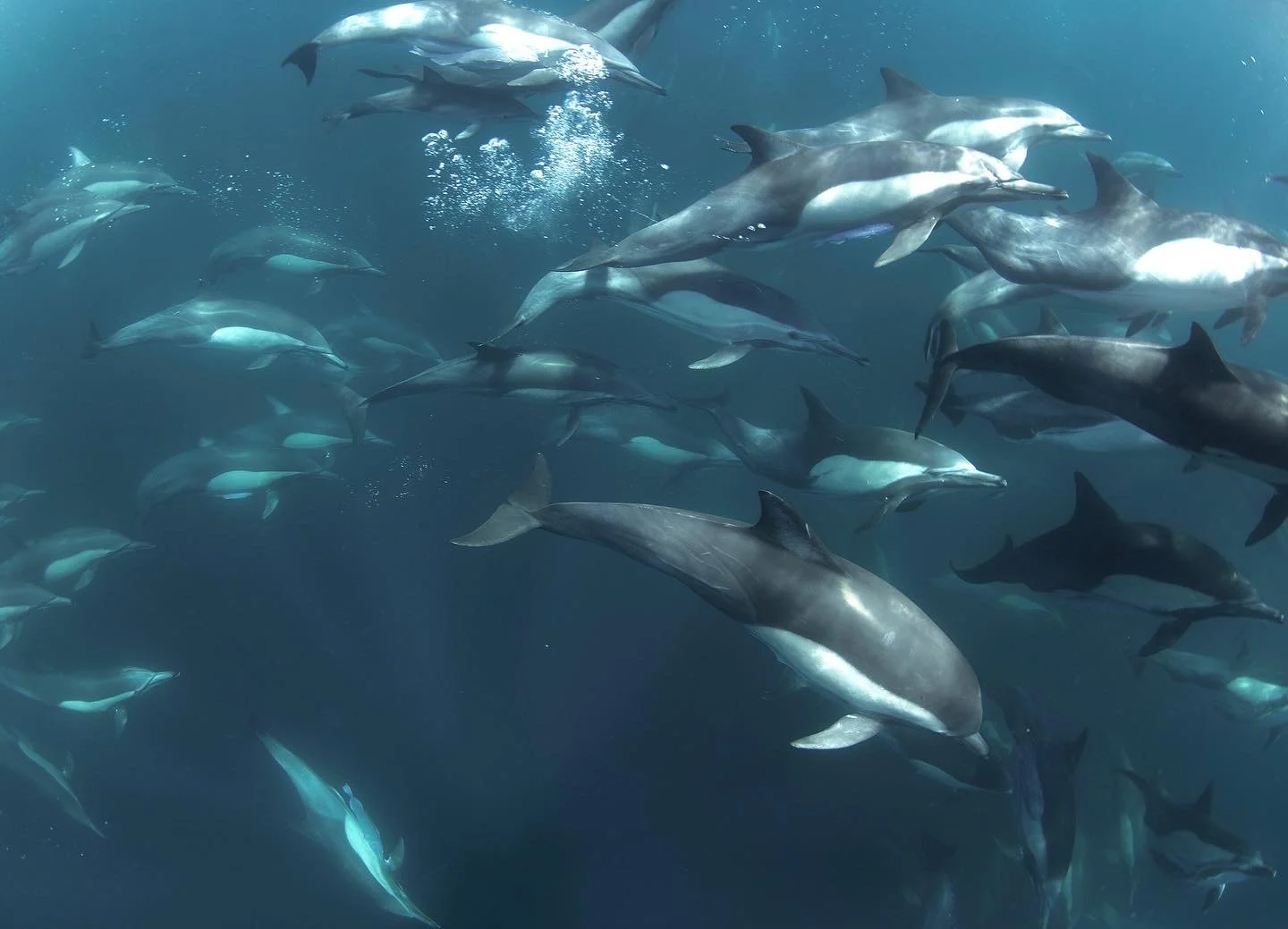 A large school of dolphins swimming underwater in the waters off Loreto, Baja California Sur at Baja Adventures