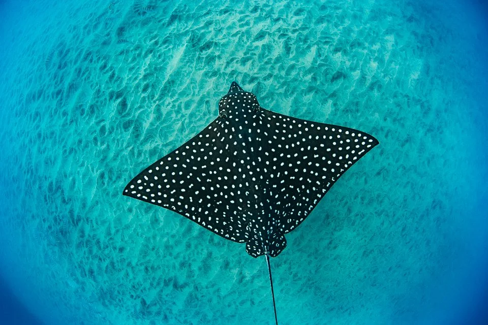 snorkeling rays loreto