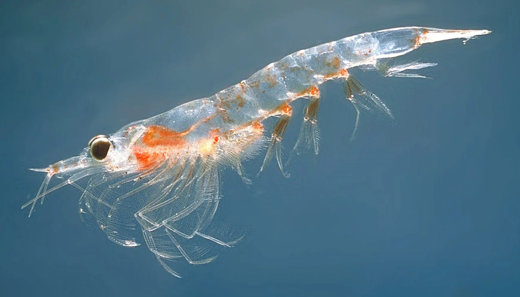 Krill, the primary prey of blue whales