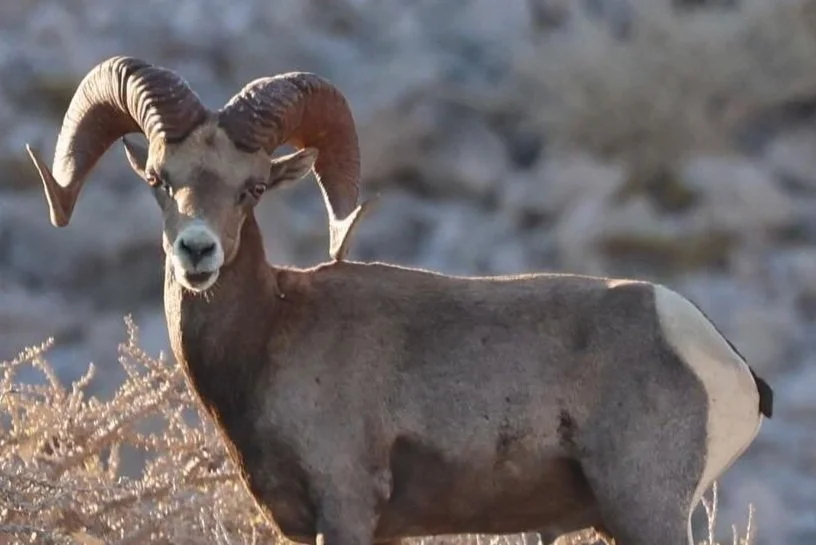 Carnero de las Rocosas (Ovis canadensis) captado por una cámara trampa para fauna silvestre en la Sierra de la Giganta, cerca de Loreto, Baja California Sur (México), en el marco del programa de seguimiento de la fauna silvestre basado en la ciencia ciudadana de Baja Adventures.