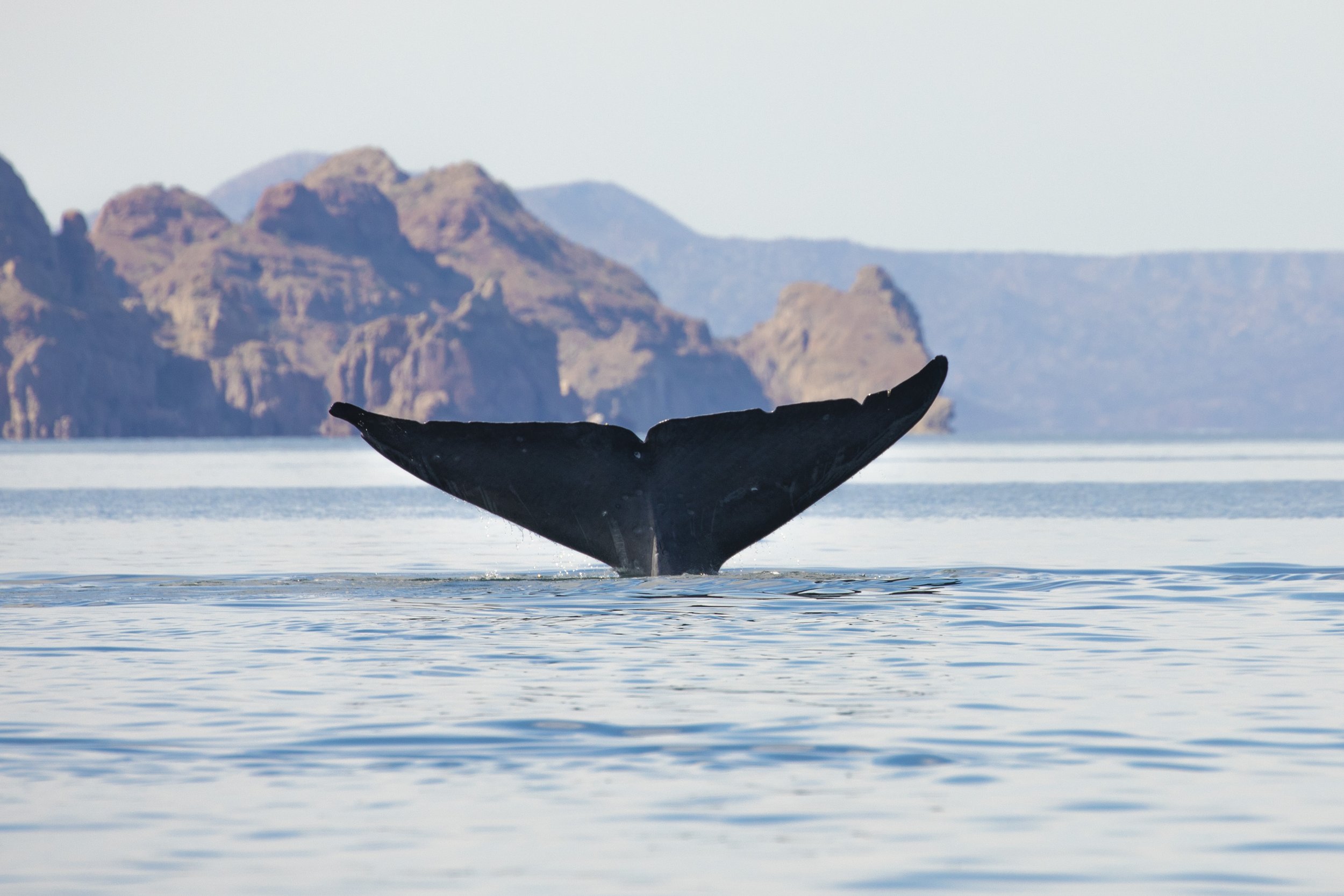 Loreto-whale-tour