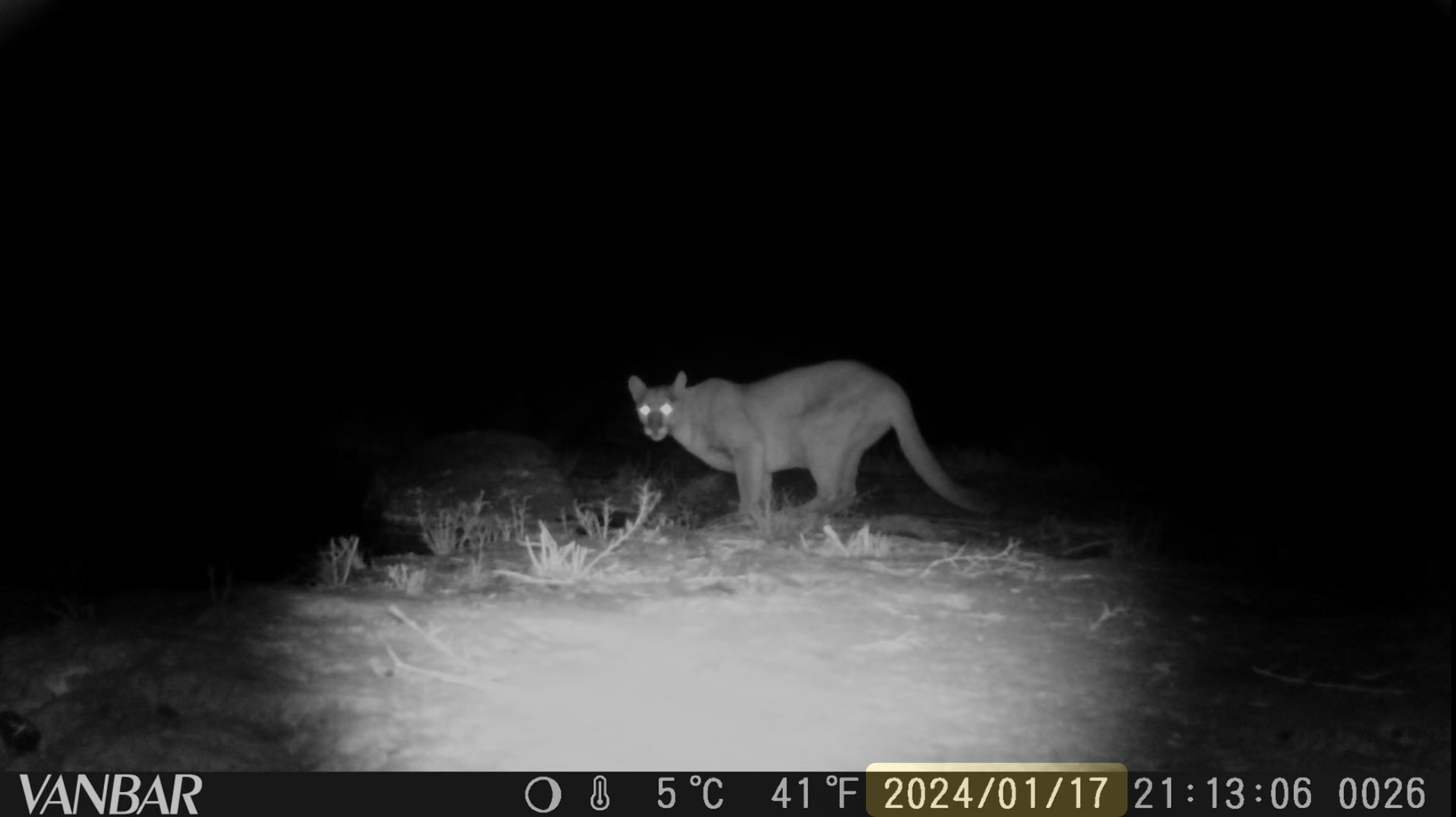 Puma (Puma concolor) fotografiado por una cámara trampa en la Sierra de la Giganta, Loreto, Baja California Sur, México, lo que contribuye al seguimiento y la conservación de la fauna silvestre mediante la ciencia ciudadana en colaboración con Baja Adventures.