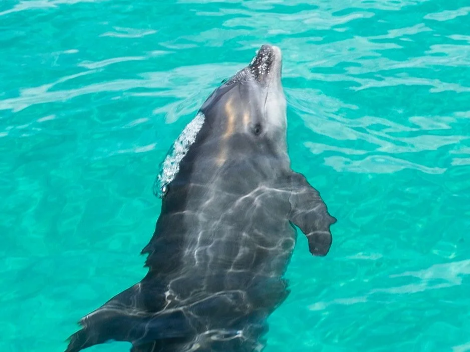 A dolphin breaching the surface during a marine adventure in Loreto Bay National Park, Baja California Sur, Mexico