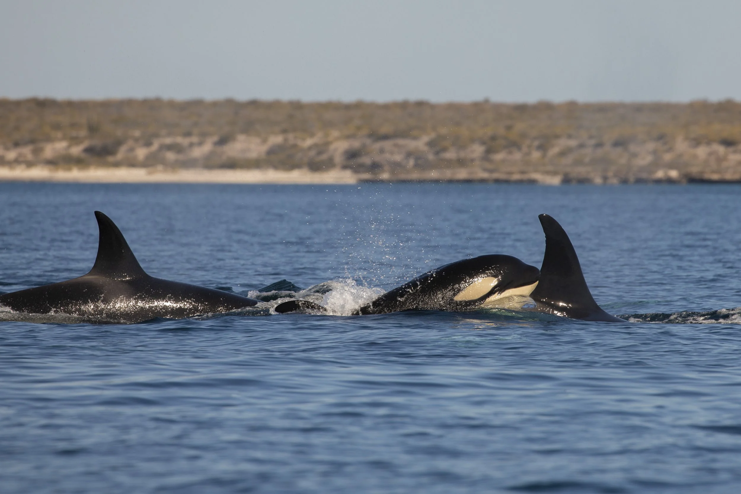 Orca-watching-Loreto