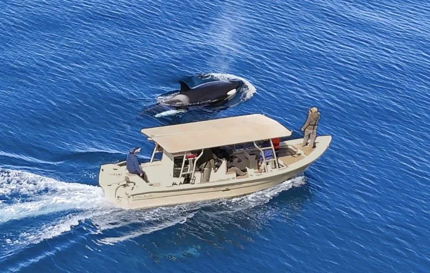 Baja Adventures boat cruising near an orca in the waters off Loreto, Baja California Sur.