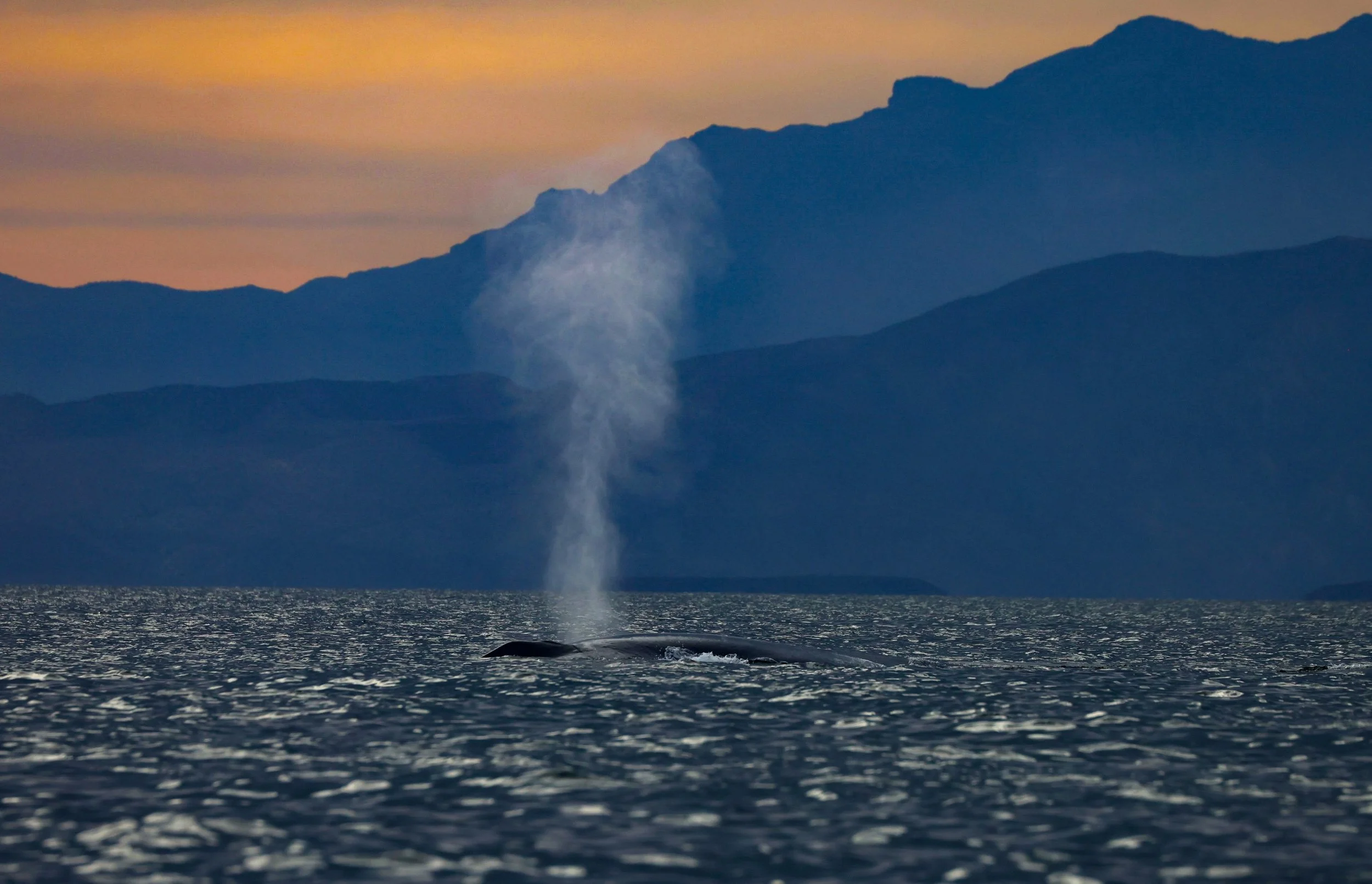 Whale-watching-Loreto