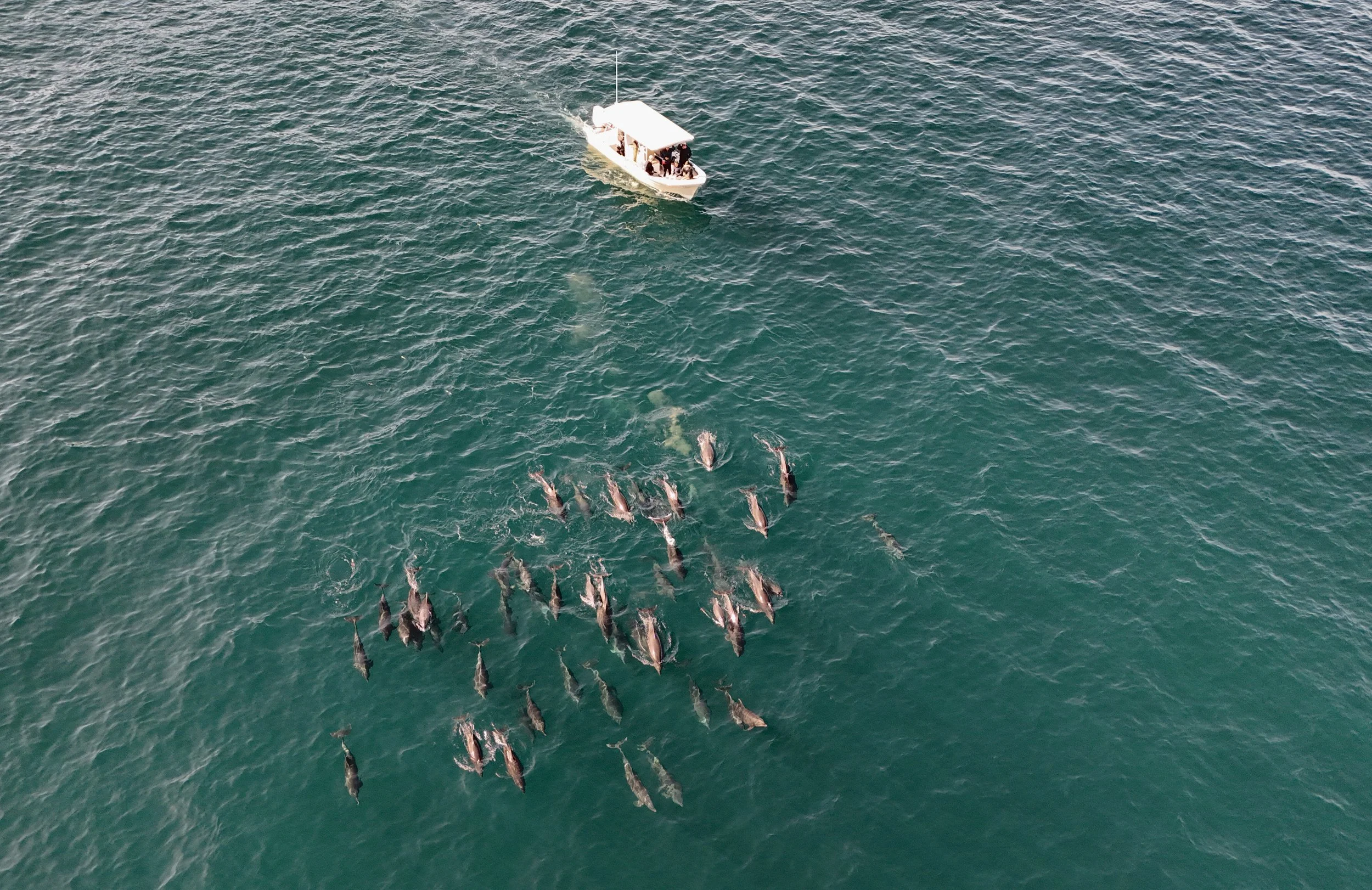 Aerial view of a boat with people on board, surrounded by a pod of dolphins swimming in the ocean Two orcas swimming in Loreto Bay National Park, Baja California Sur, Mexico during a dolphin watching tour