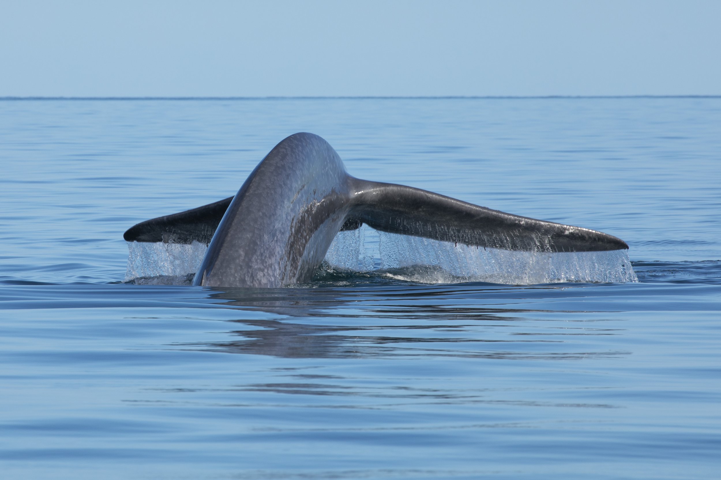 Blue- whale-tour-Loreto