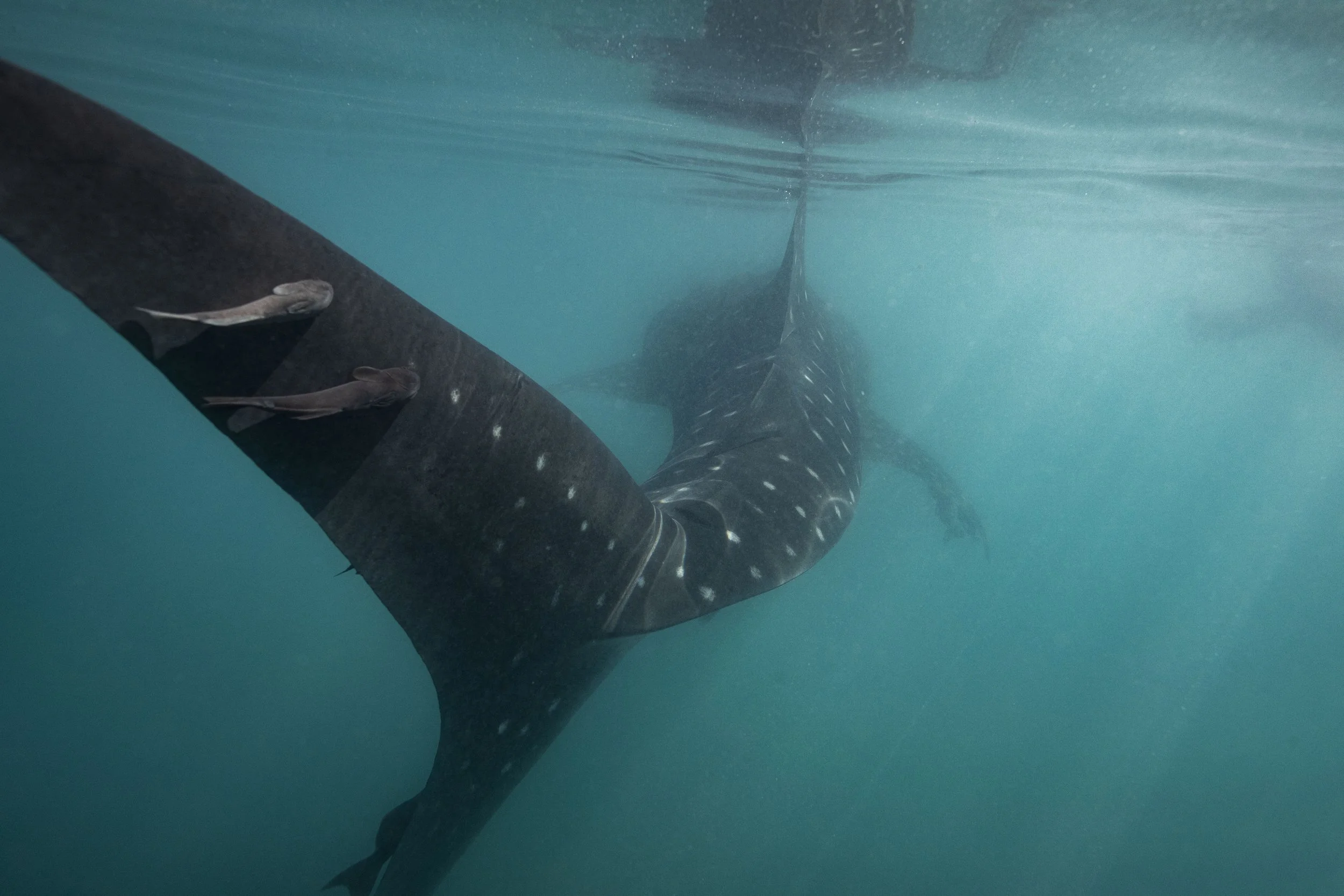 A whale swimming underwater with two smaller fish near its body  in La Paz, Baja California Sur, Mexico