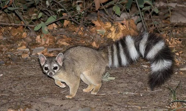 Cacomixtle o ringtail (Bassariscus astutus) captado por una cámara trampa para fauna silvestre en la Sierra de la Giganta, cerca de Loreto, Baja California Sur, México, durante un seguimiento de la biodiversidad realizado con Baja Adventures.