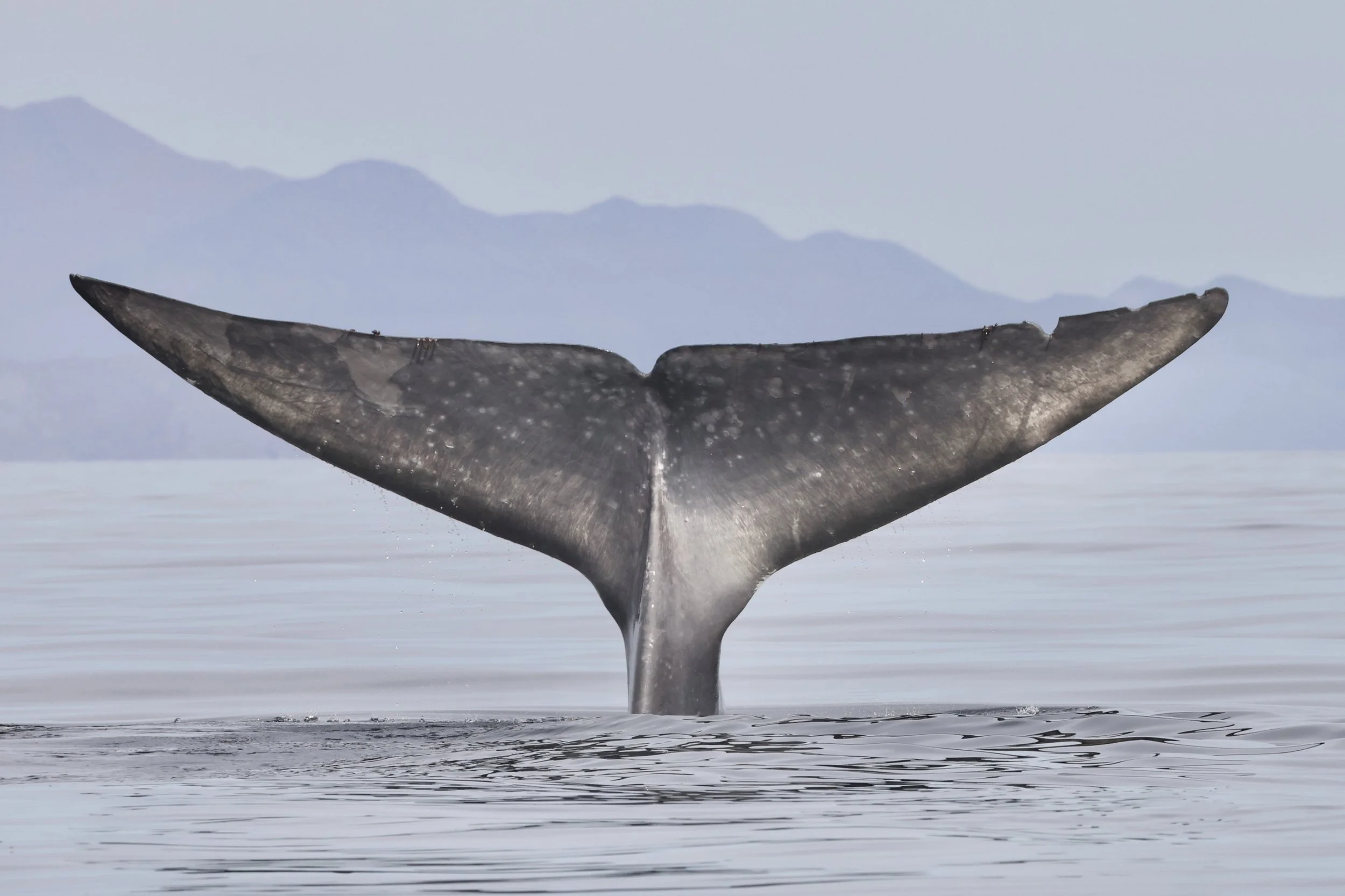 Blue whale surfacing during whale season in Loreto Bay National Park, Mexico
