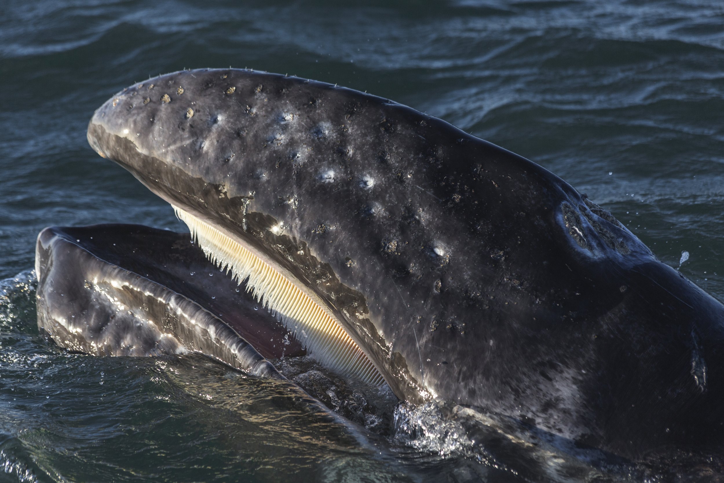Avistamiento-Ballenas-Loreto
