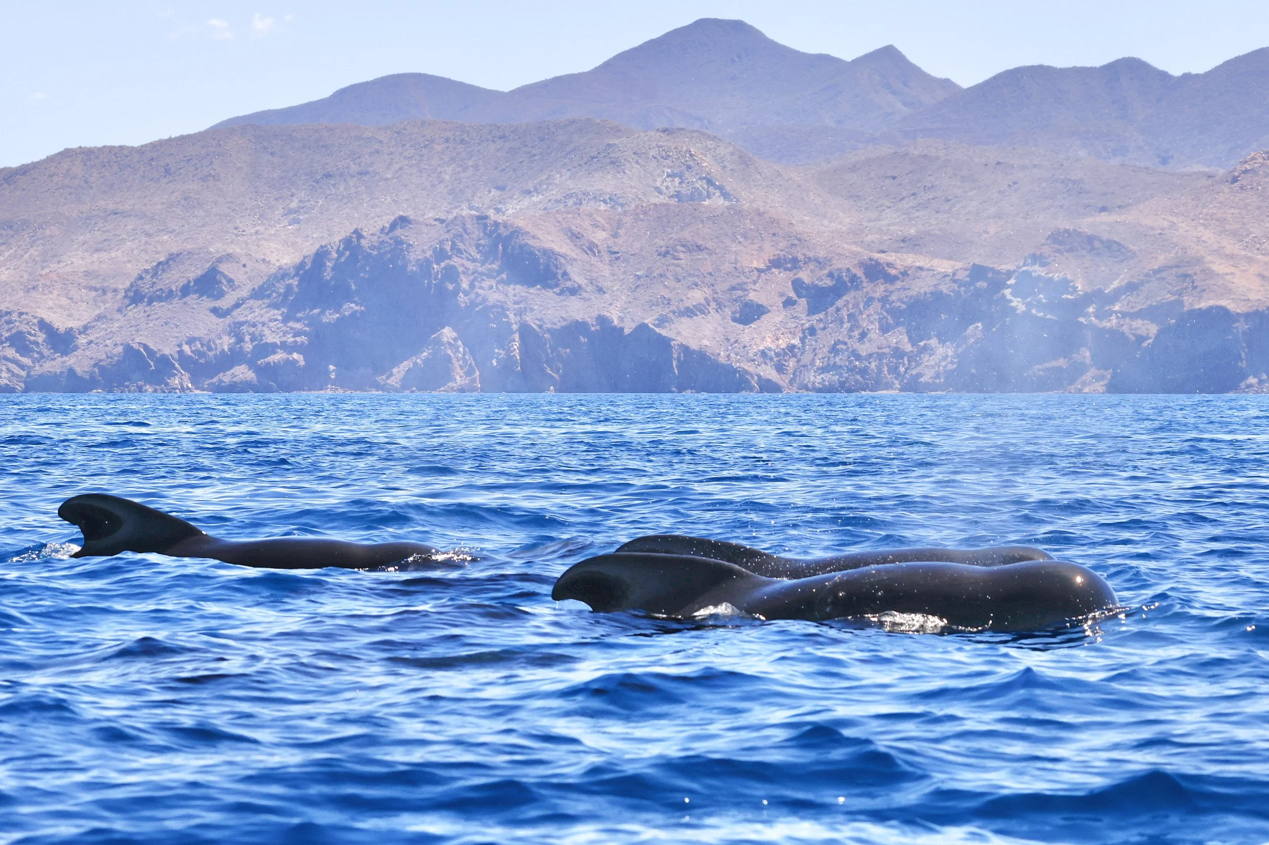 Ballenas piloto (Globicephala sp.) nadando en el Golfo de California durante una excursión guiada para observar la fauna marina con Baja Adventures en Loreto, Baja California Sur, México.
