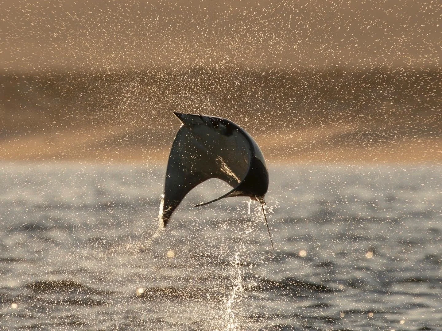 Mobula ray jumping out of the water during a marine adventure with Baja Adventures in Loreto, Baja California Sur, Mexico.