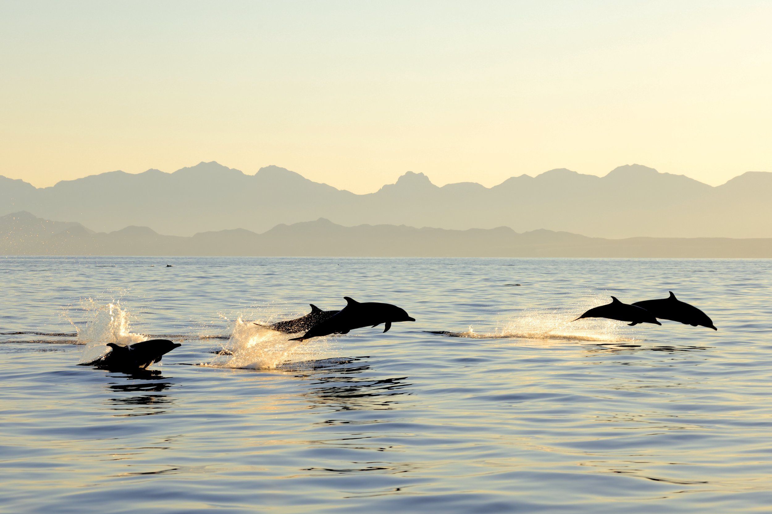 Delfines salvajes saltando al atardecer en el Golfo de California durante una «Loreto Marine Adventure» con Baja Adventures, en Baja California Sur, México.