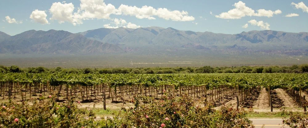 Lafken+vineyard.jpg