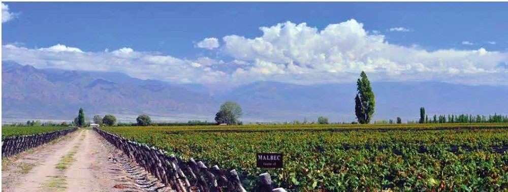 Bueyes+Vineyard.jpg