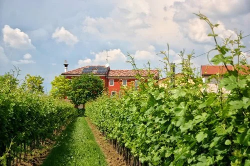 office+and+vineyard+De+Pra.jpg