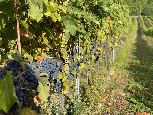Grapes+on+Vine.jpg