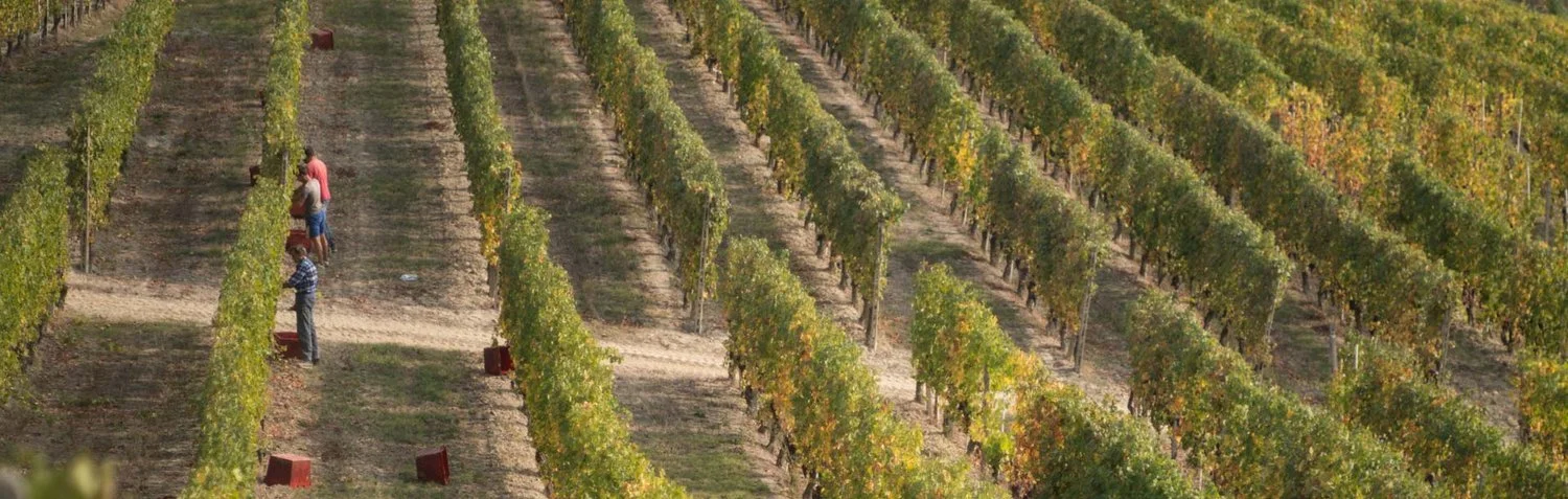 02-vendemmia.jpg