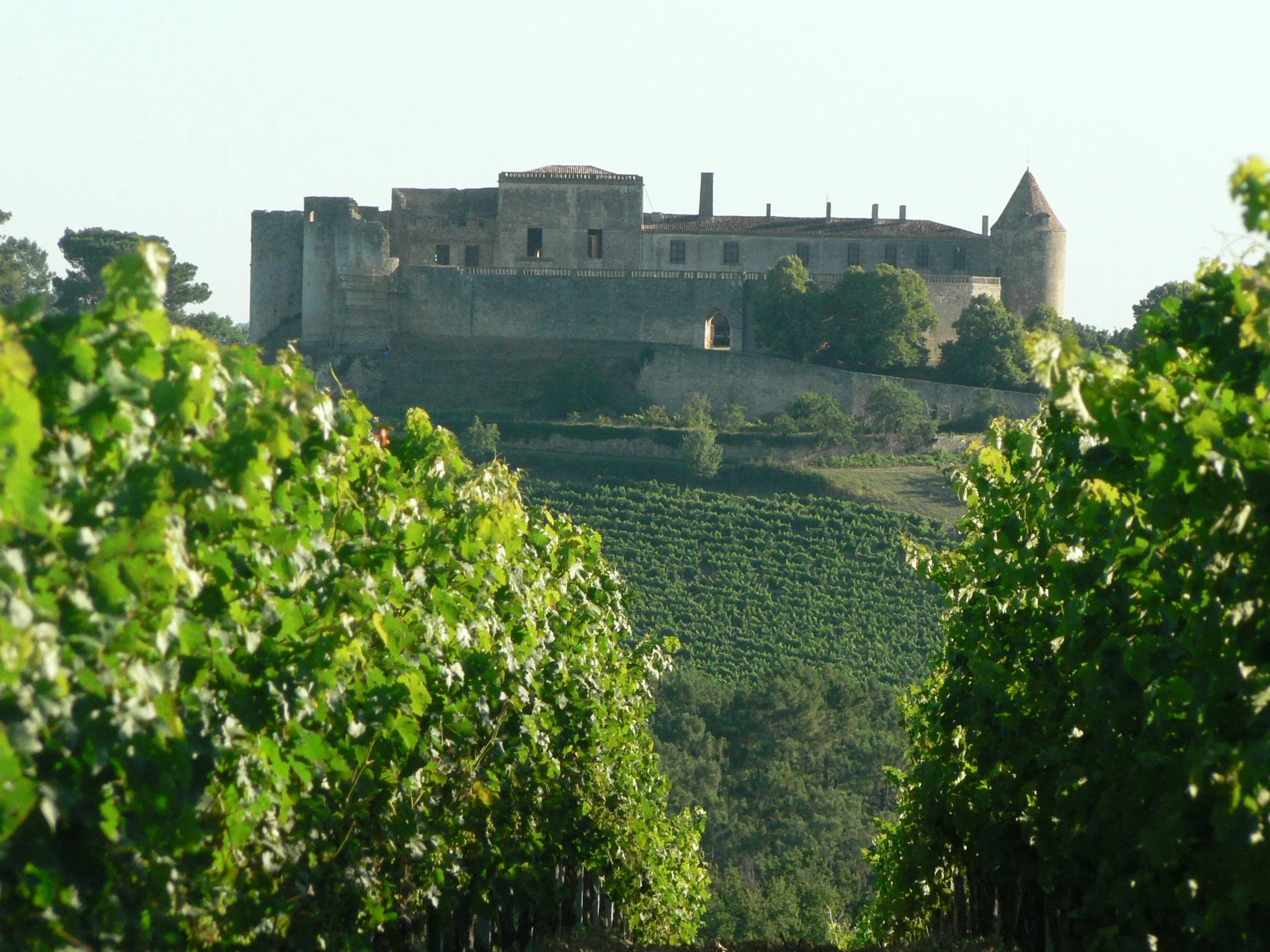 Pin Franc back & vineyards .JPG