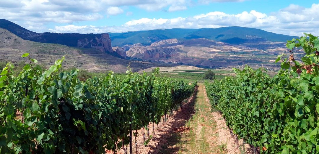 Bodega Proelio 1.jpg