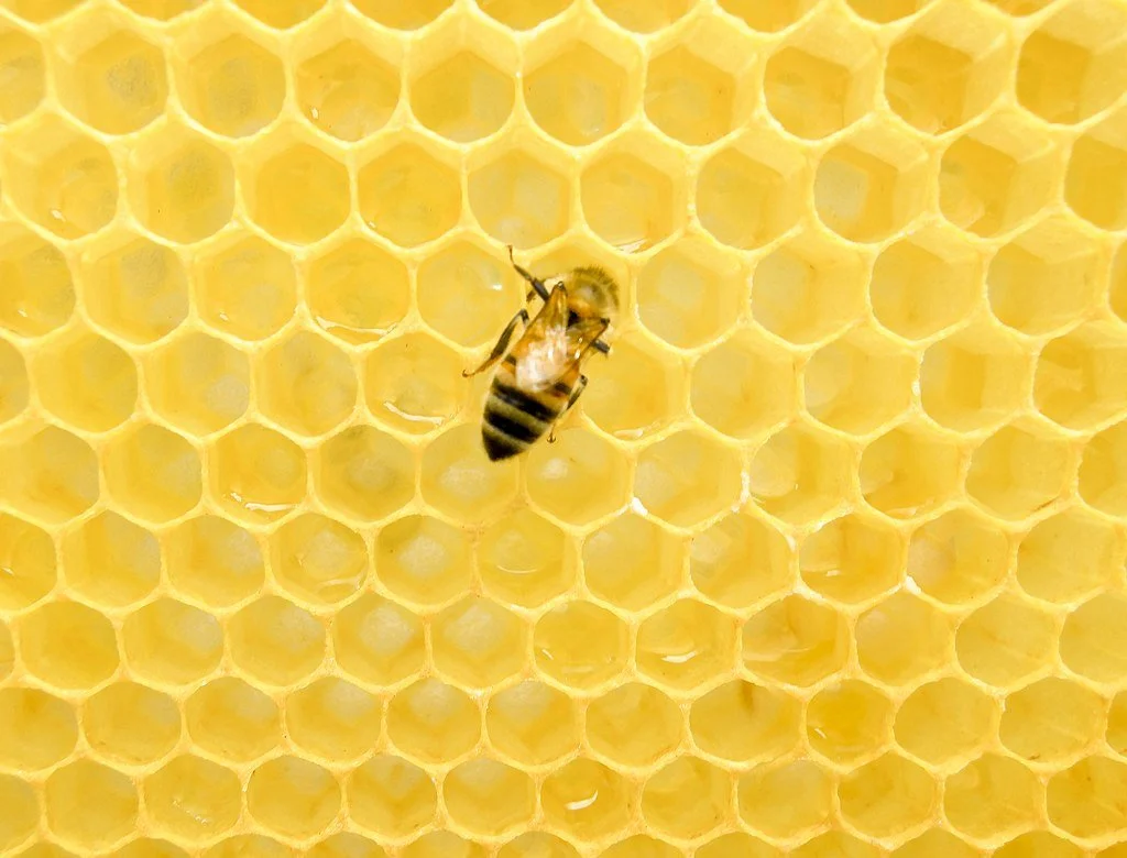MY LIFE IN A HONEYCOMB